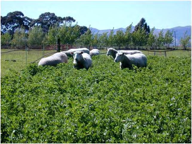 Paddock 1 needs to be consumed in 3-4 days. There will be little post grazing pasture mass (PGPM) because all of the herbage on offer is leafy rocket fuel (all herbage ME=12+ and protein 26%+).