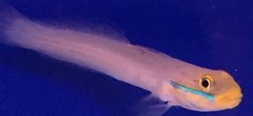 95 each Available Blennies / Wrasses / Gobies