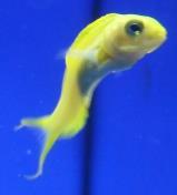 Blue Foactail Pygmy Basslet 27.95 Each Out Of Stock Canary Blenny Meiacanthus oualanensis 14.95 each Available Chalk Goby Medium 14.95 each Available Cleaner Wrasse Labroides dimidiatus Small 14.