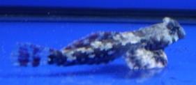 95 each Available Red Coral Goby 26.95 each Available Saffron Goby 14.