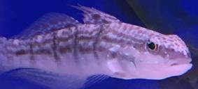 95 each Out Of Stock West Indian Ocean Firefish Nemateleotris Magnifica 16.