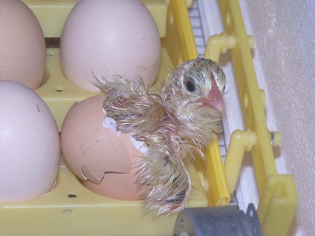 By the sixteenth day the beak, nails, and scales are well formed. The supply of albumen is now exhausted; therefore, the yolk must serve as the sole source of nutrients.