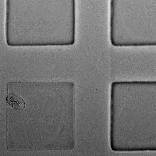 The micrograph below shows a top view onto open agarose hydrogel microcompartments before sealing with a glass coverslip. The compartment bottom left was filled with OP50 E. coli and one wildtype C.