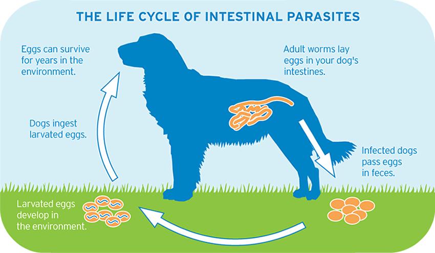 Intestinal Parasites There are several types of parasites that can live in our pet s gastrointestinal system.