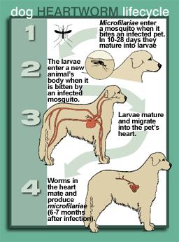 Heartworm Disease and Preventatives What are heartworms? Heartworm is a parasite that is transmitted by mosquitos.