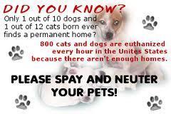 SPAY/NEUTER Surgical removal of