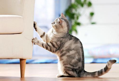 CATS MUST SCRATCH Marking their territory Cat's paws also have scent glands that leave