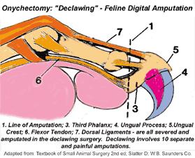 Declawing is serious surgery. Your cat's claw is not a toenail. It is actually closely adhered to the bone.