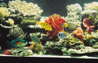 There are many different varieties of fish and other aquatic life available in the hobby today; some of them require specialized lighting, and some of them simply display much better under
