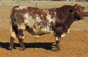 Royalla Trigger M246-4 Straws Grand Champion at Rockhampton 2018, one of the easiest doing & quietest bulls we have had.