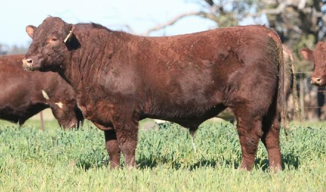 Shorthorns. "L173 is a beautifully balanced young sire with enormous potential.