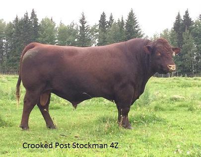 Sprys Athletics Enia H27 is considered to be one of the best cows