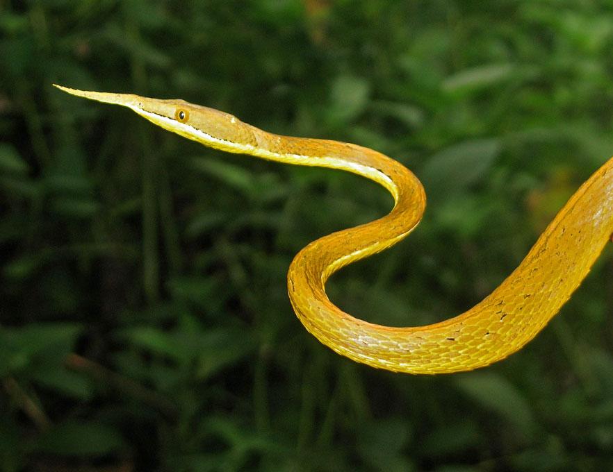 Figure 2. Langaha madagascariensis captured in the wild.