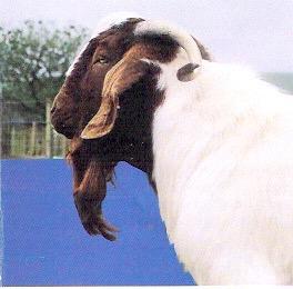 In 1995, SA Boer goat gurus were elevated to rock star