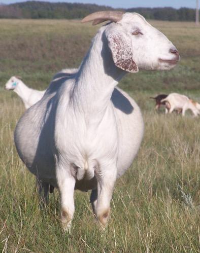 Savannah White Goats of Olierivier Selection was aimed at