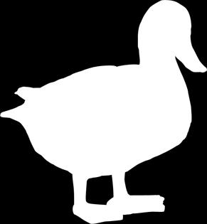 H 22cm - 2kg 110021 Duck -