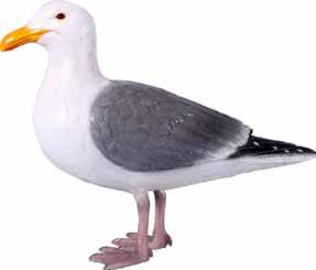 Seagull -
