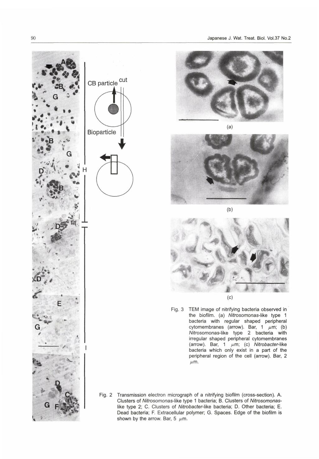 90 Jpnese Fig.3 imge nitrifyg biilm. bcteri J. Wt. Tret. Biol. Vol.37 No. () regulr cymembrnes shped (rrow).