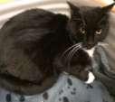 kittens Honey was found wandering on the street with her 4 newborns GABBY A 12 yr