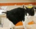 brothers that were given up due to finance issues GIESELA S Kittens Gisela was a