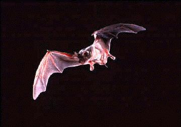 Page 3 of 8 Mexican free-tailed bats are easily recognized by their tails, which extend well beyond the tail membrane. Its long, narrow wings are designed for speed and long-distance travel.