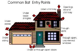 For assistance with"bat-proofing" your home, contact an animal-control or wildlife conservation agency. If you choose to do the "bat-proofing" yourself, here are some suggestions.