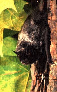 Page 6 of 8 Have all dead, sick, or easily captured bats tested for rabies if exposure to people or pets occurs.