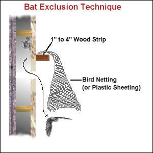 Excluding Bats Exclusion is the only acceptable method of bat management Exclusion allows bats to