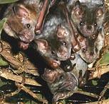 Myth Versus Fact Myth: Bats serve no useful purpose Fact: Loss of bats increases the