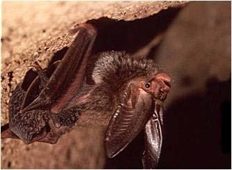 Misconceptions Bats do not carry rabies Bats have the ability to transmit rabies but no more than any