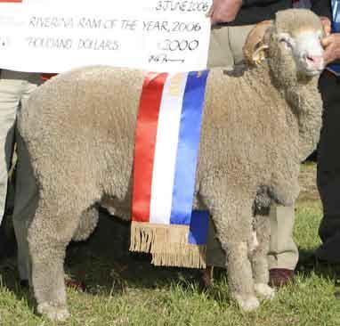 7 March 2006 2006 Elders Riverina Ram of the Year Senior judge Ross McGauchie from Terrick West in Victoira said Balance is an outstanding and very correct ram.