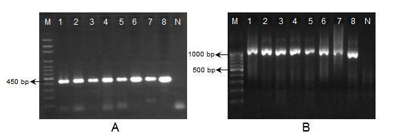 Mikaeili et al.: Toxocara Nematodes in Stray Cats Morphologically, the genus of all these Toxocara isolates was identified as T. cati.