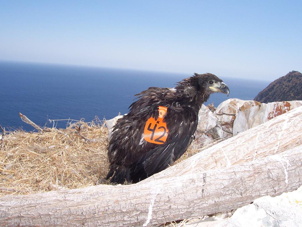 On 9 April, we fostered a chick that hatched from an egg from the West End nest (see below) into the Twin Rocks nest.