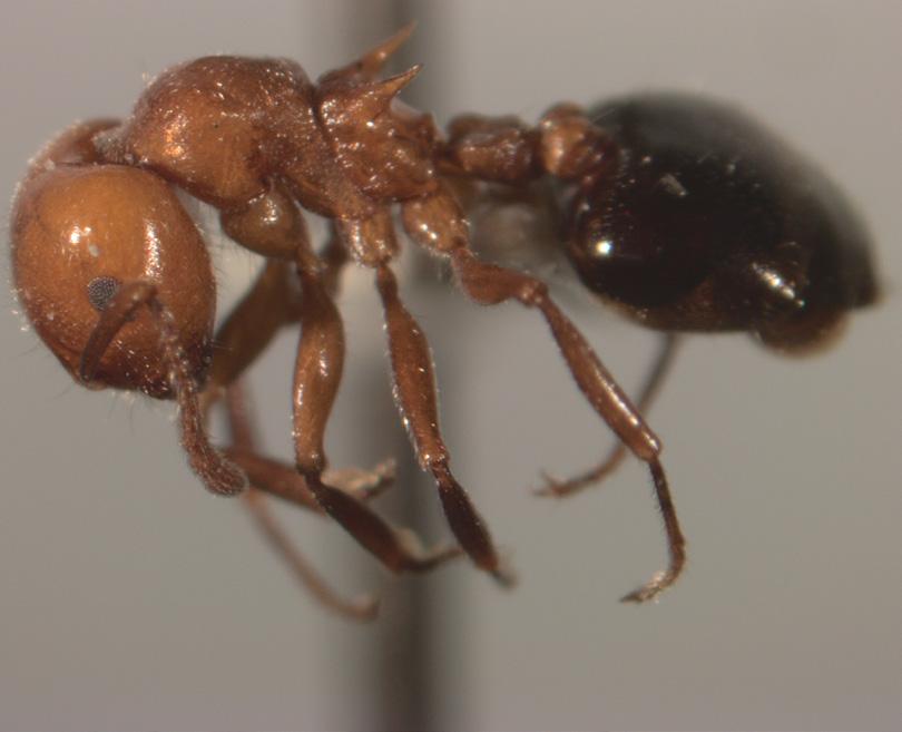 petiole. The petiole has either one or two bumps/nodes on it, and is used to help distinguish between ant species. Queens and drones are the reproductive members of the colony.