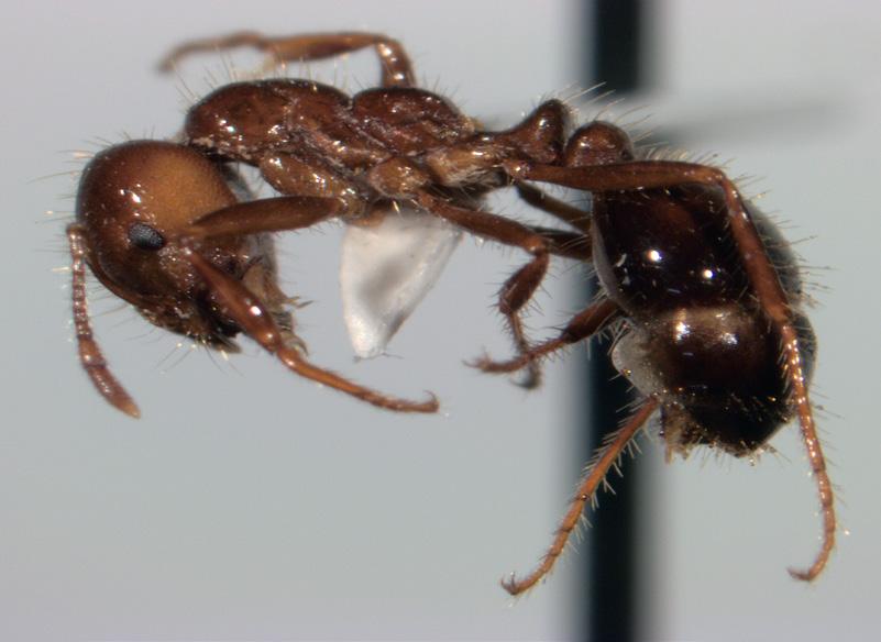 ants in with an attractant which is ingested or carried back to the colony. The bait, which also contains a pesticide, is then shared with other ants in the colony, and kills multiple ants.
