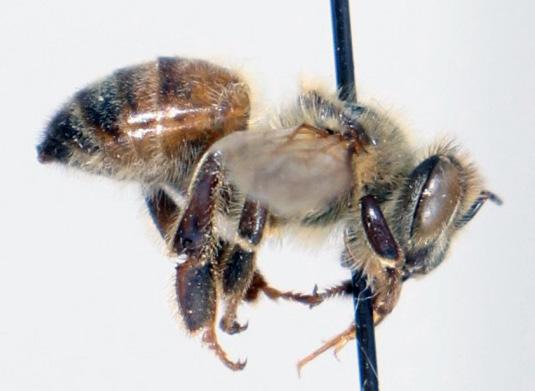 Wasps typically have smooth, slender bodies, while bees are hairy and have wide bodies 26.