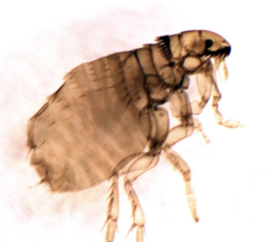 Fleas Fleas are common pests on both wild and domesticated animals 43.