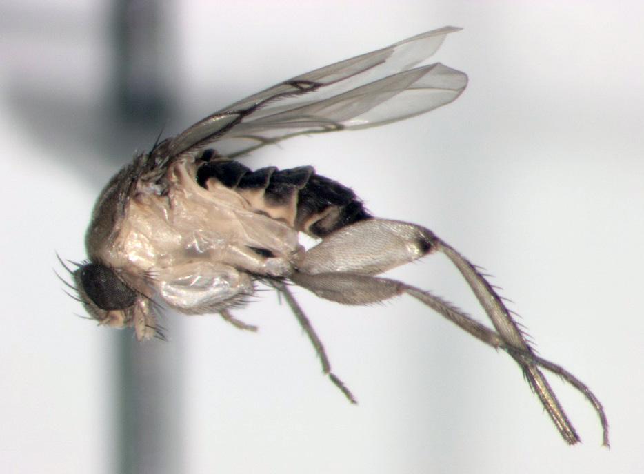 The female lays her egg in a moist location, like rotting garbage, and the developing fly will complete its development at or near this site.