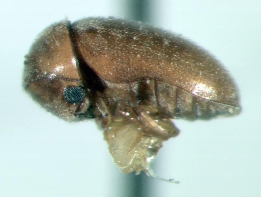 Adults are typically nocturnal, and can be attracted to light. Cigarette Beetle Eggs are small, oval, and lightly colored.