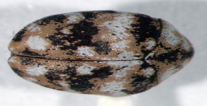 Pupae appear similar to other beetle pupae, and have a wrinkled appearance. The adults have hard wing covers that have ridges.