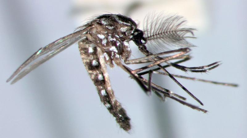 Mosquitoes Aedes Aegypti Aedes Aegypti, Male Aedes Aegypti, Female Of the approximately 167 50-176 species of mosquitoes that exist in the United States 51, three genera, Aedes, Culex, and Anopheles,