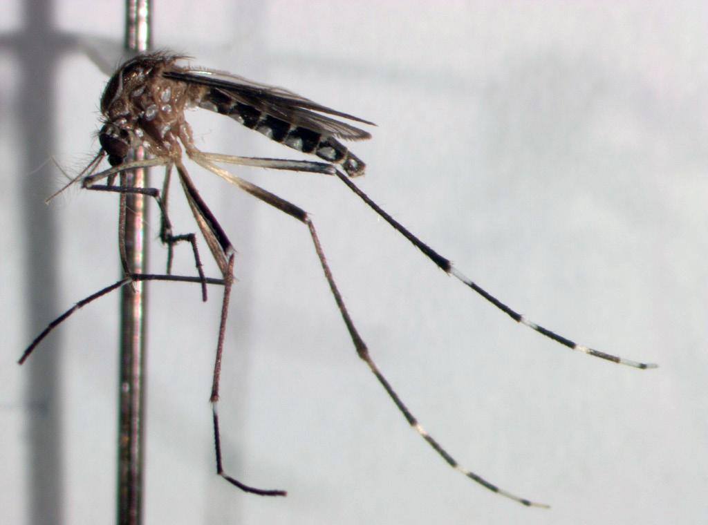 Adults are the most commonly encountered life stage of a mosquito. They are delicate, have two wings that are covered in small scales, long legs, and long mouthparts.