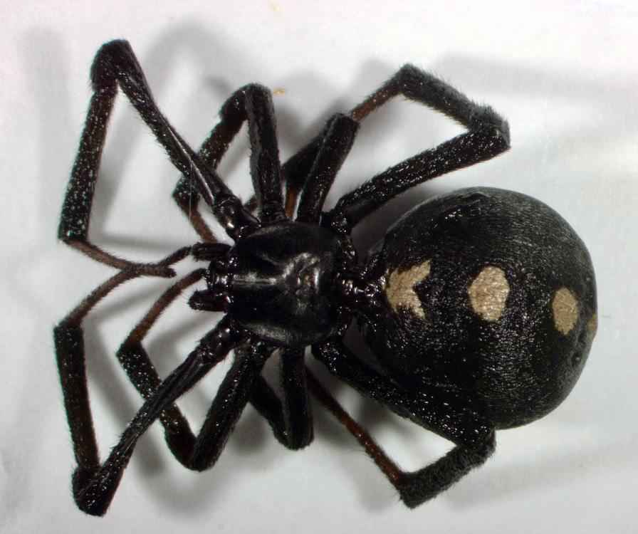 Spiders Black Widow Spider Spiders are a common nuisance in and around buildings, and often elicit pest control requests.