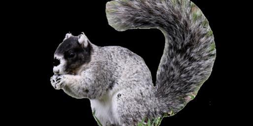 gray squirrel.