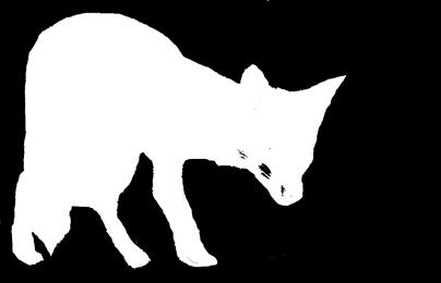 Gray Fox Urocyon cinereoargenteus The gray fox is
