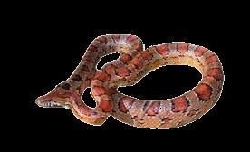 Copperhead Snake Agkistrodon contortrix Brown or