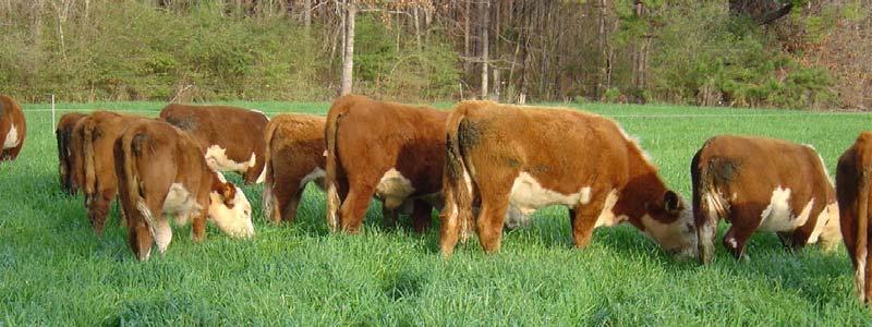 SOUTH MISSISSIPPI GAIN ON FORAGE A BULL TEST WHERE BULL ARE EVALUATED ON FORAGES FOR 168