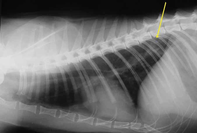Dirofilaria immitis: The Truth About the Worm in Cats Cats in comparison with dogs are much less susecptible hosts of heartworms, and microfilaremia is not common (usually found in about 2% of cases).