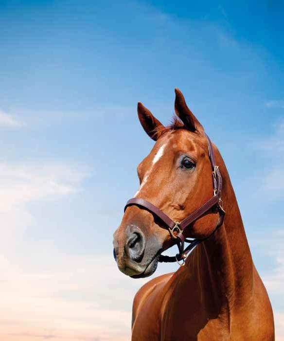 Horse Owner s Guide To Worming Bimeda Equine is proud to promote