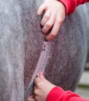 We could find ourselves in a situation where we have no effective treatments for worms in our horses, which would seriously compromise their health and welfare.